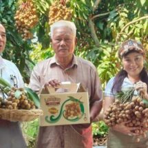 เกษตรกรบ้านแพ้ว แชร์เคล็ดลับทำให้ลำไยเนื้อแน่น หวานกรอบ เมล็ดเล็ก แห้ง