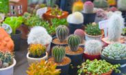 เดอะไนน์ เซ็นเตอร์ พระราม 9 ชวนคนรักแคคตัสและไม้อวบน้ำ ร่วมงาน Cactus by my side