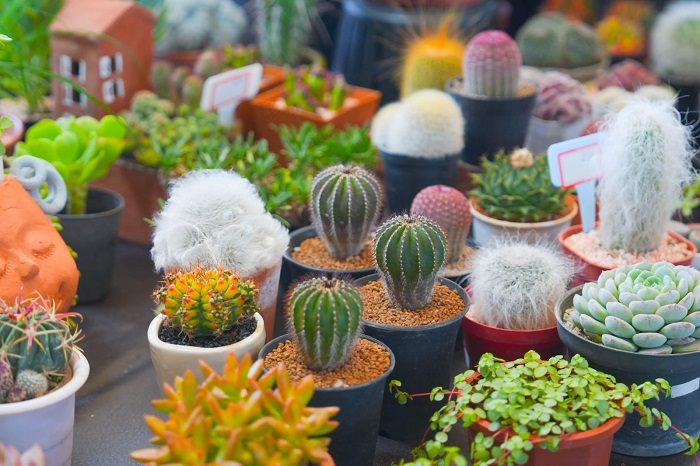 เดอะไนน์ เซ็นเตอร์ พระราม 9 ชวนคนรักแคคตัสและไม้อวบน้ำ ร่วมงาน Cactus by my side